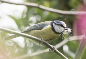 Bird photography